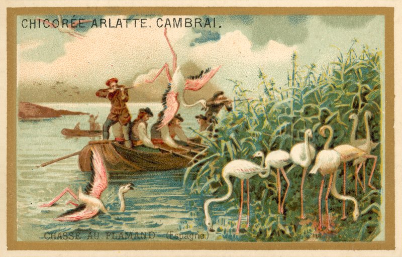 Caza de flamencos, España de French School