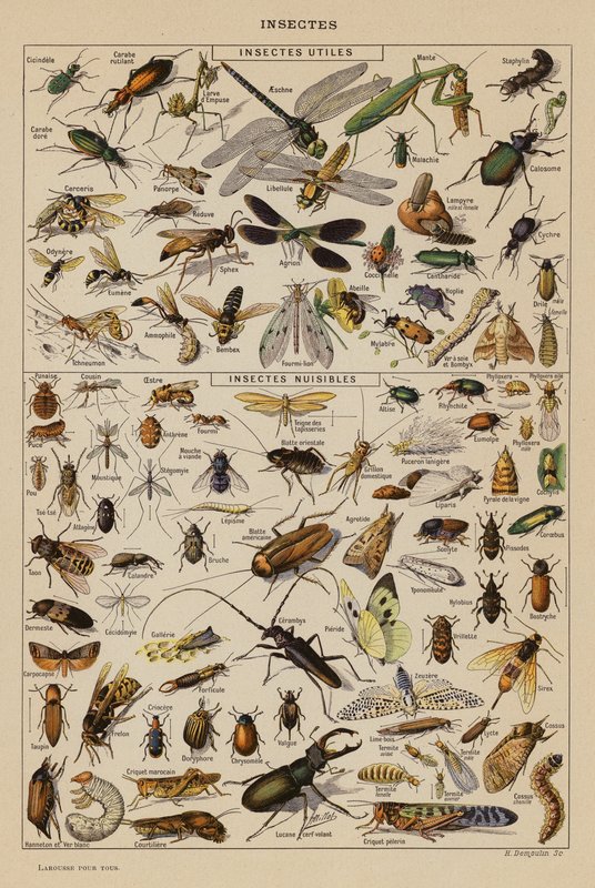 Insectos (litografía en color) de French School