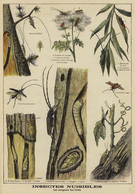 Insectos dañinos para los árboles de French School