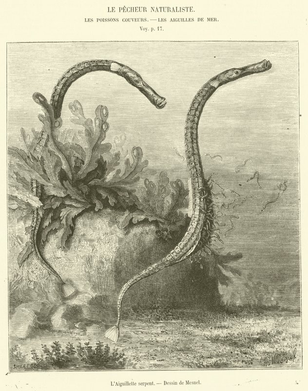 La Aguja serpiente de French School