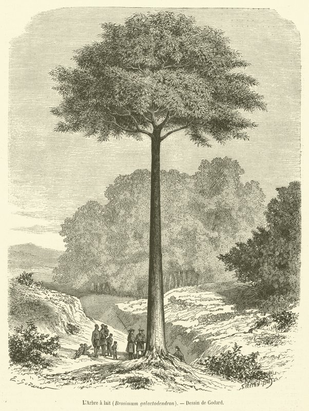 El Árbol de leche, Brosimum galactodendron de French School