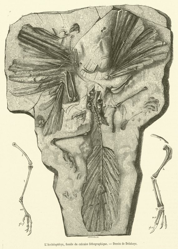 El Archaeopteryx, fósil del caliza litográfica de French School