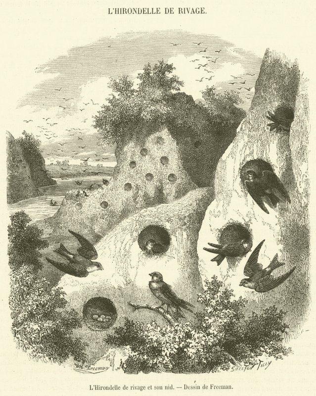 La Golondrina de ribera y su nido de French School