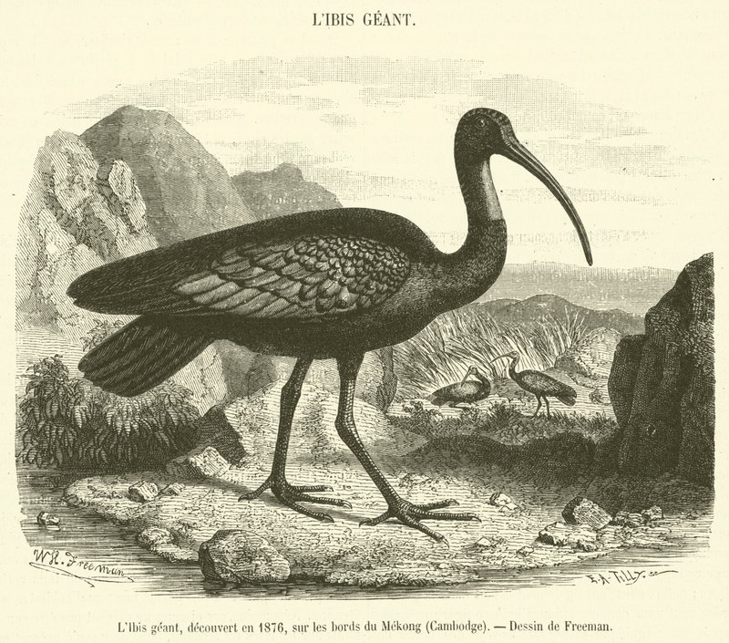El Ibis gigante, descubierto en 1876, en las orillas del Mekong, Camboya de French School