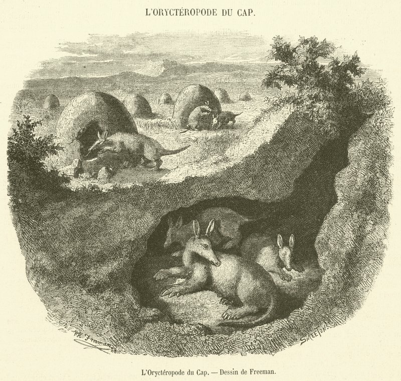 El Orycteropus del Cabo de French School