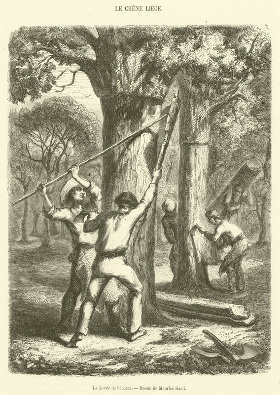 La recolección de la corteza (grabado) de French School