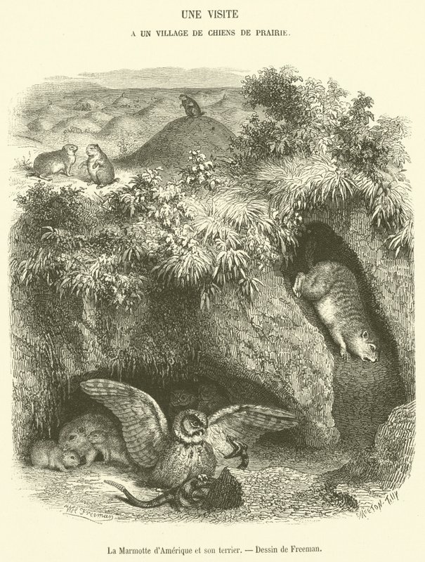 La marmota de América y su madriguera de French School