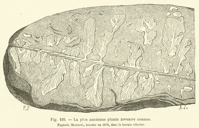 La planta terrestre más antigua conocida (grabado) de French School