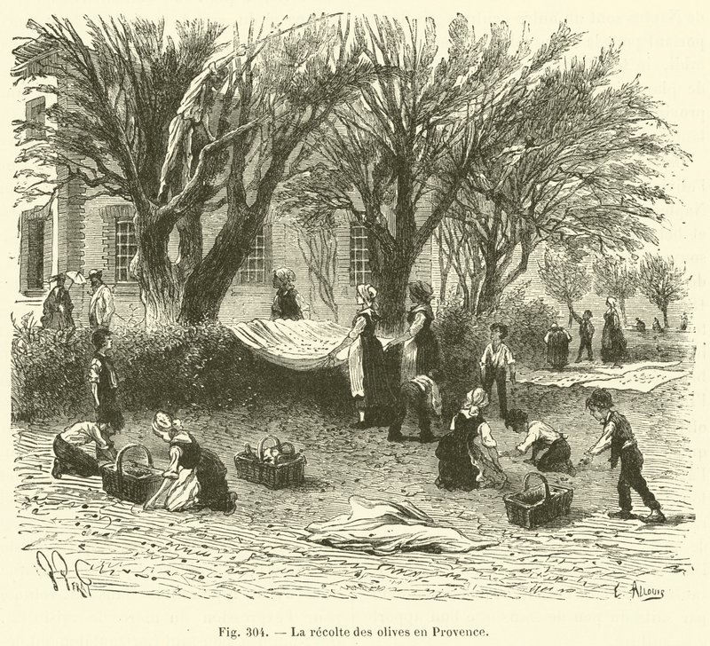 La cosecha de aceitunas en Provenza de French School