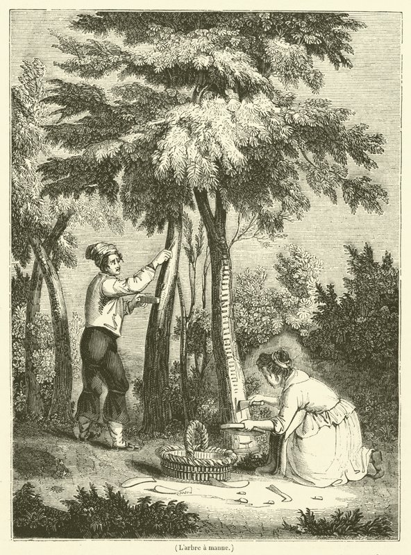 El árbol de maná (grabado) de French School