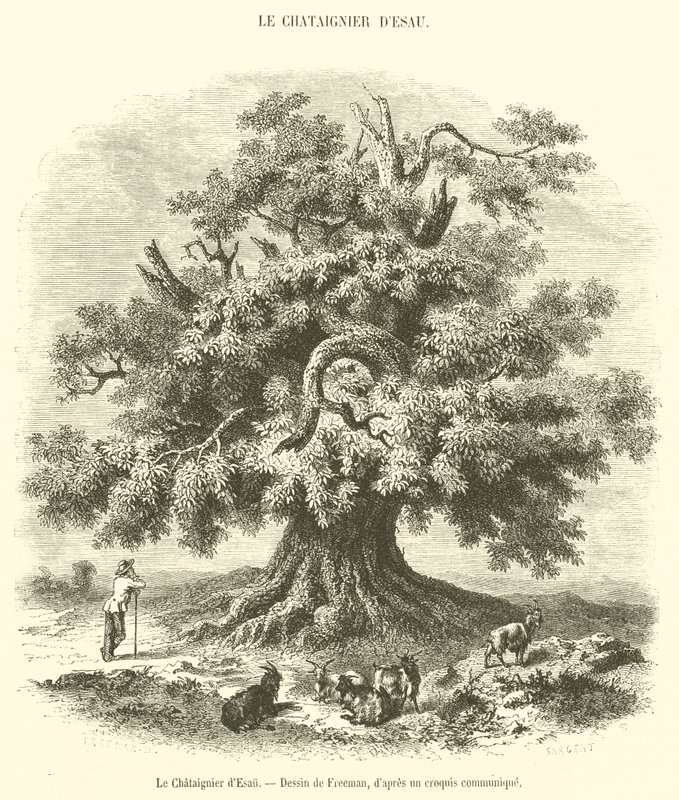 El castaño de Esaú de French School