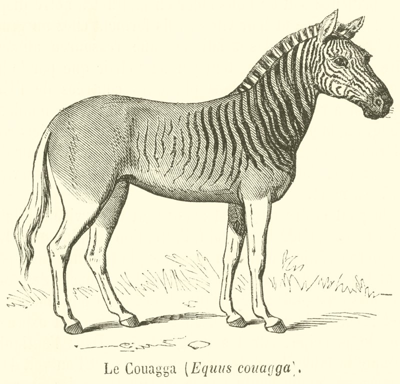 Le Couagga, Equus couagga de French School