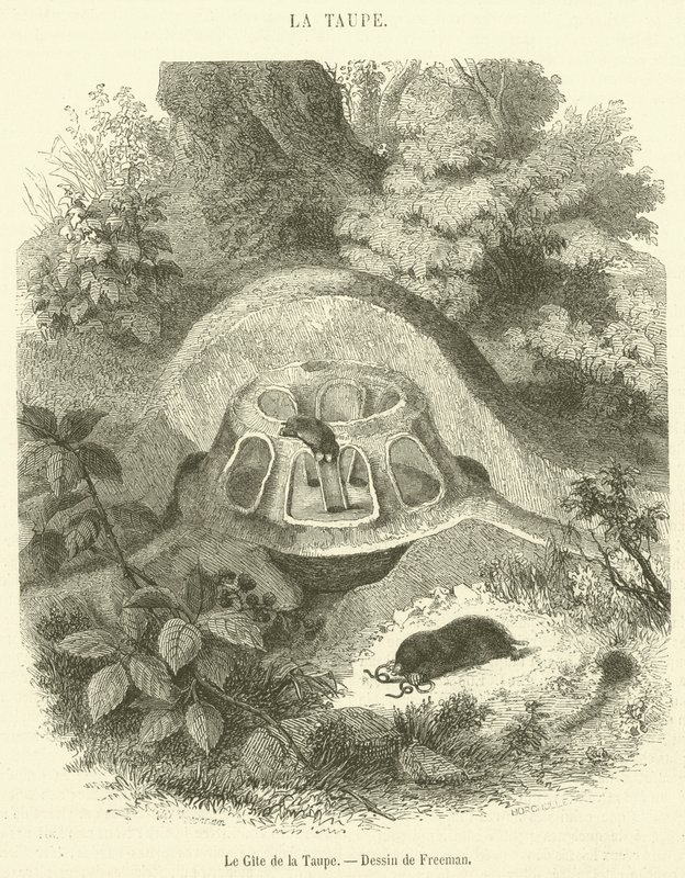 El refugio del topo de French School