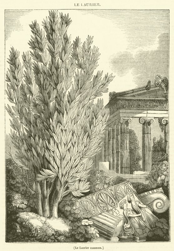 Laurel común (grabado) de French School