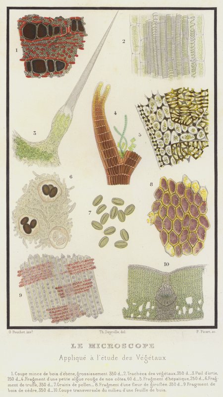 El microscopio, aplicado al estudio de los vegetales de French School