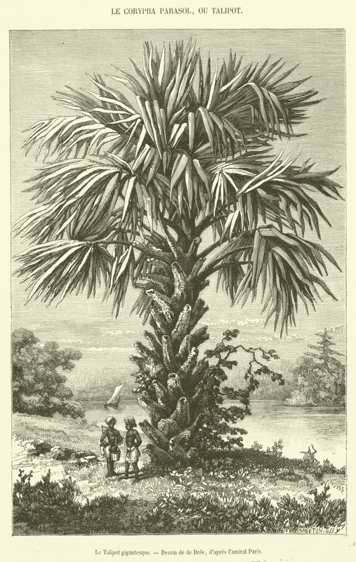 El Talipot gigantesco de French School