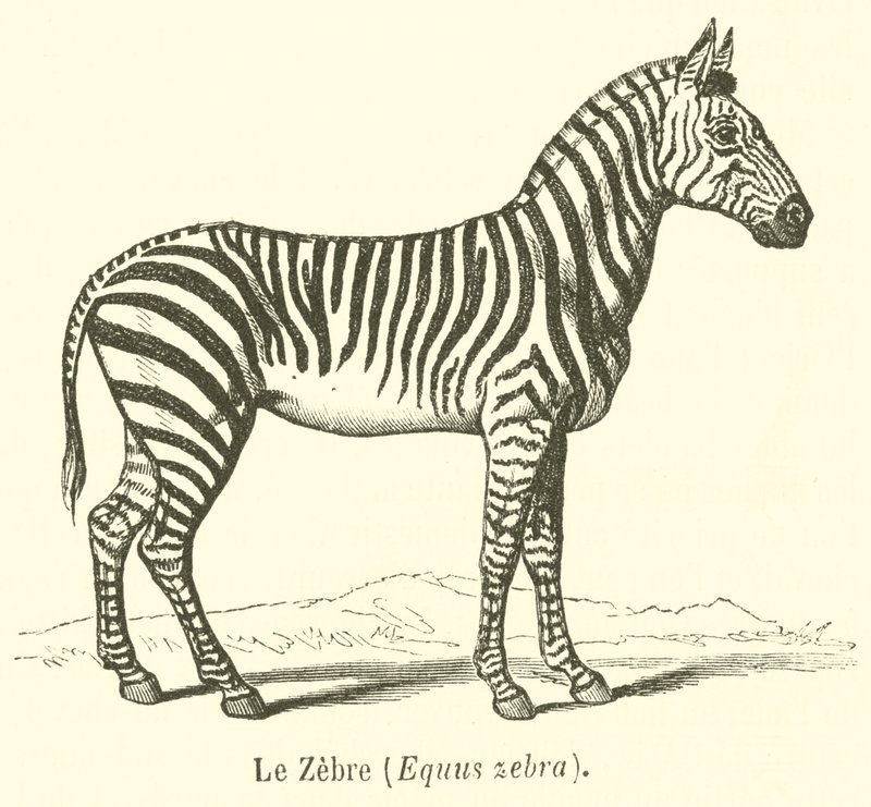 La cebra, Equus zebra de French School