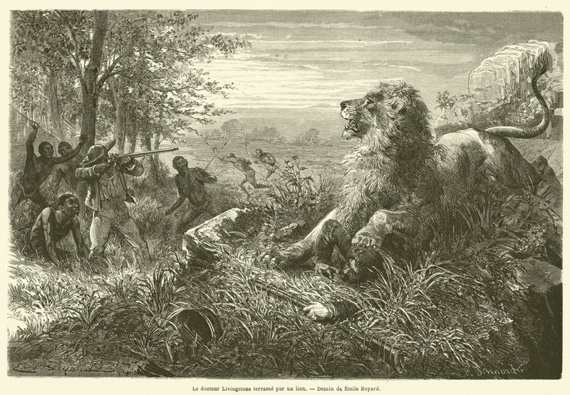 El doctor Livingstone derribado por un león de French School