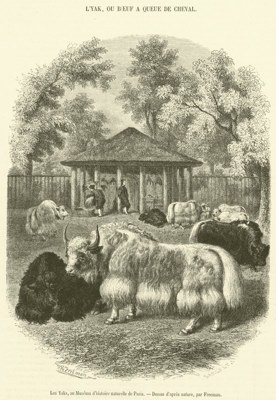 Los yaks, en el Museo de Historia Natural de París de French School