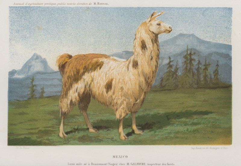 Llama macho nacida en Remiremont (Vosgos), Francia (cromolito) de French School