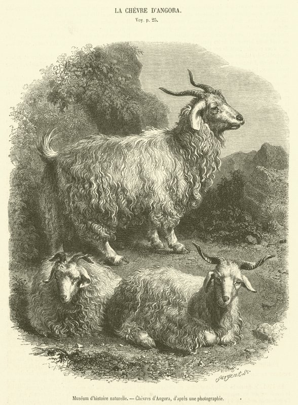 Museo de historia natural, Cabras de Angora (grabado) de French School