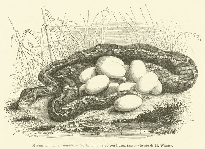 Museo de historia natural, Incubación de un Pitón de dos rayas de French School