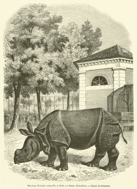 Museo de historia natural, en París, Joven rinoceronte de French School