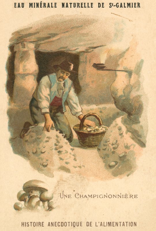 Cultivador de hongos de French School