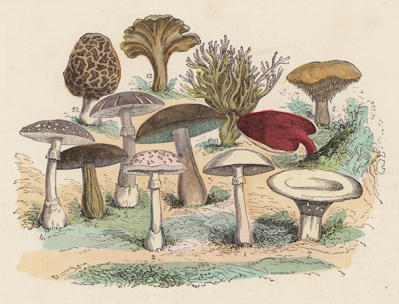 Hongos (grabado en color) de French School