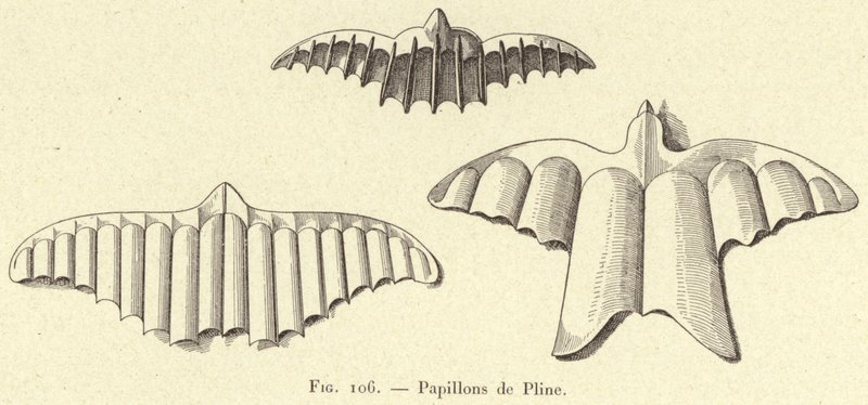 Mariposas de Plinio de French School