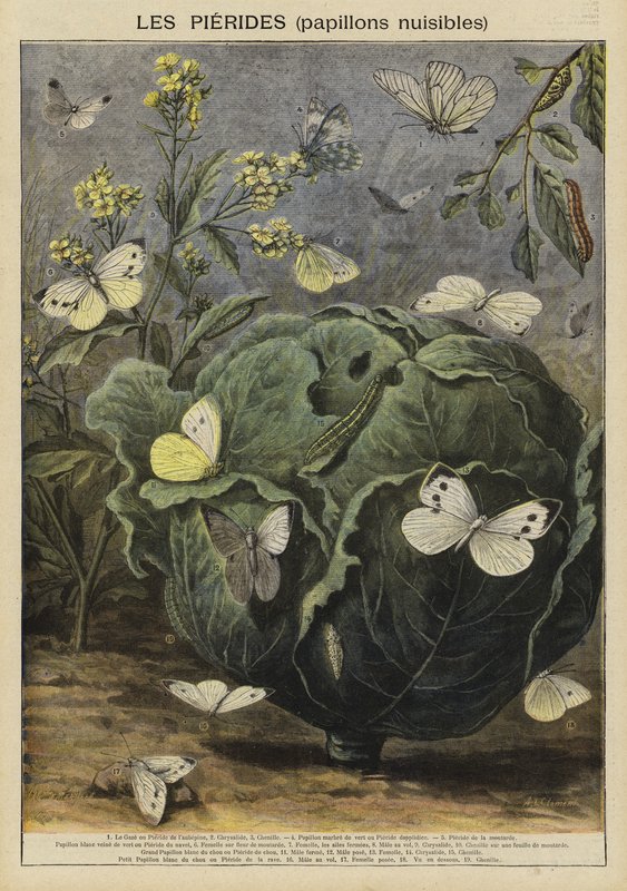 Pieridae (mariposas dañinas) de French School