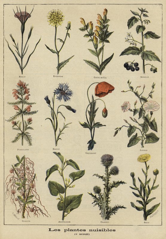 Plantas dañinas para la agricultura de French School