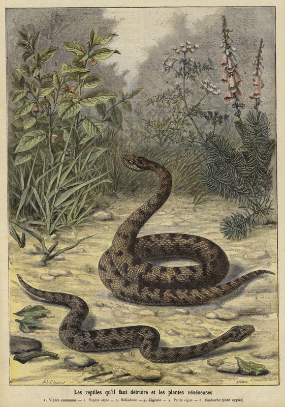 Serpientes y plantas venenosas de French School