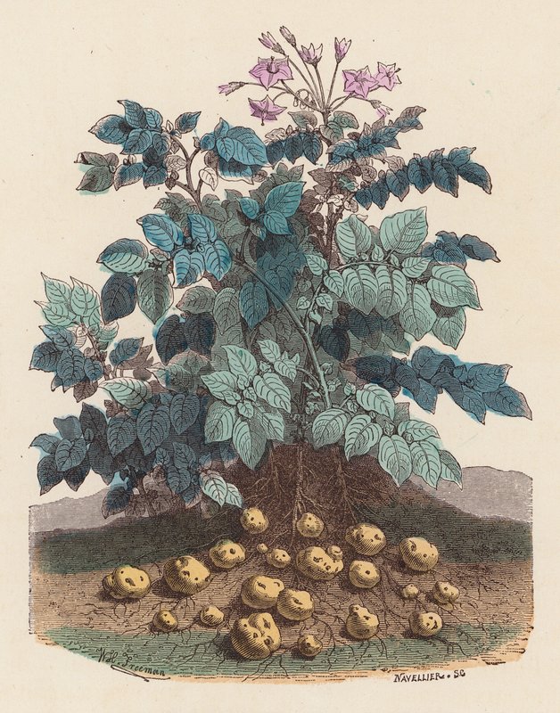 Planta de patata (grabado en color) de French School