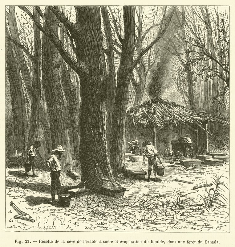 Recolección de la savia del arce de azúcar y evaporación del líquido, en un bosque de Canadá de French School