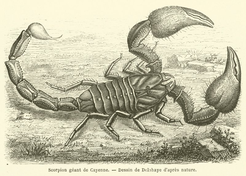 Escorpión gigante de Cayena de French School