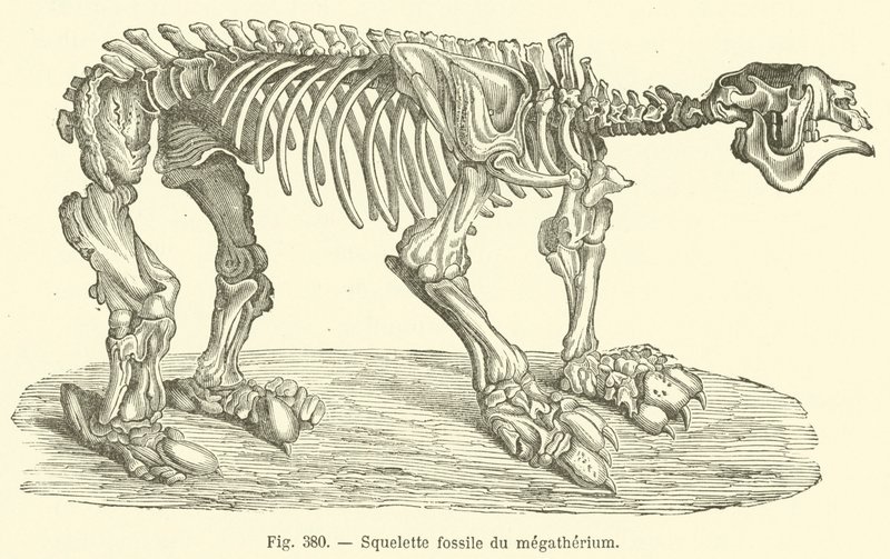 Esqueleto fósil del megaterio de French School