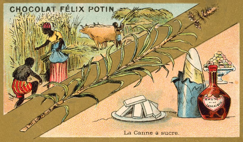 Caña de azúcar de French School