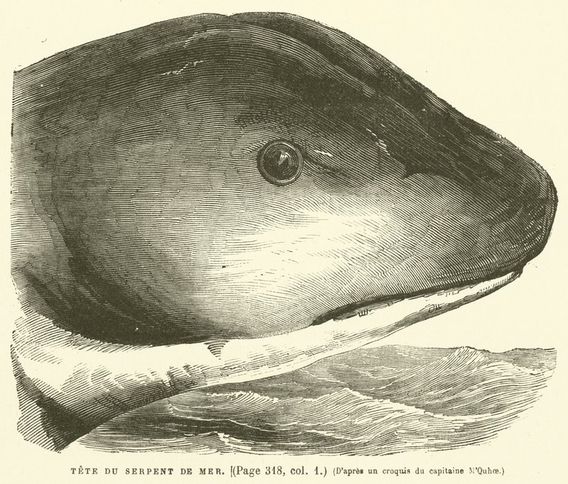 Cabeza de la Serpiente de Mar de French School