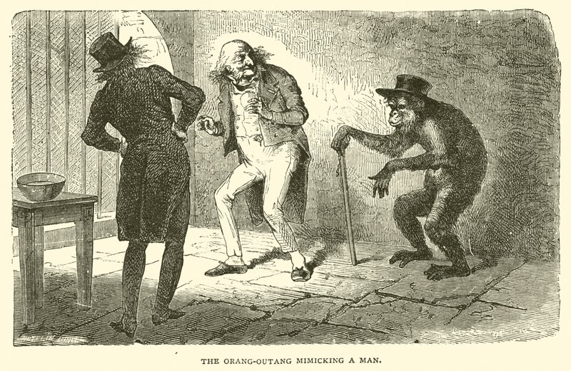 El Orang-Outang imitando a un hombre (grabado) de French School