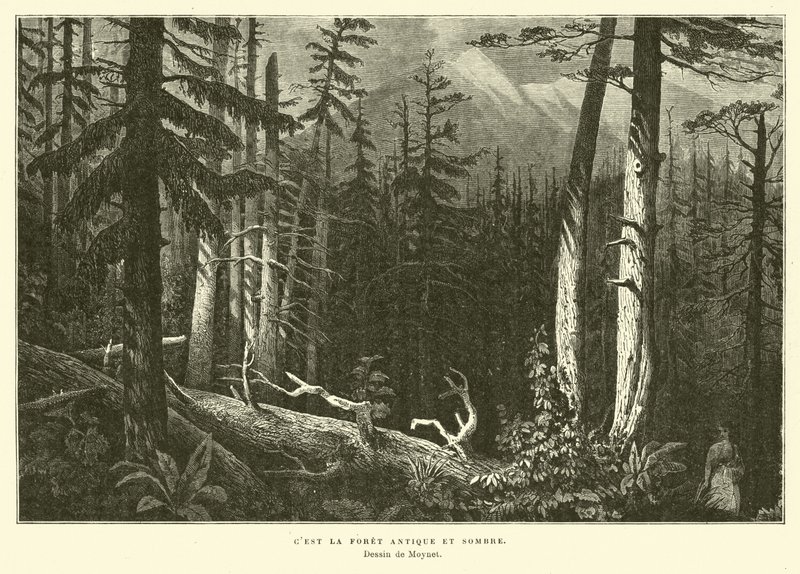 El antiguo bosque oscuro de French School
