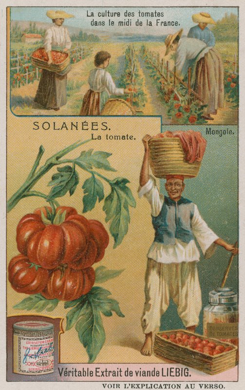Tomate - tarjeta comercial de la Compañía Liebig de French School