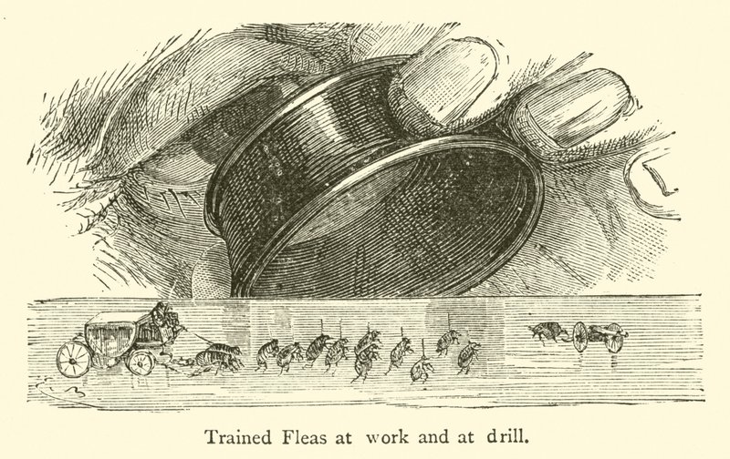 Pulgas entrenadas trabajando y en ejercicio de French School