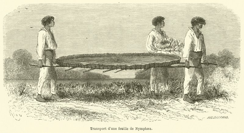 Transporte de una hoja de Nymphaea de French School