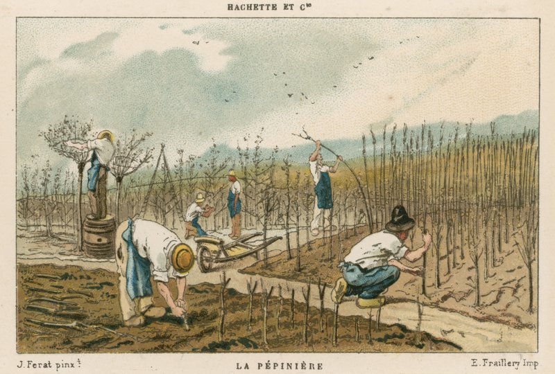 Vivero de árboles de French School