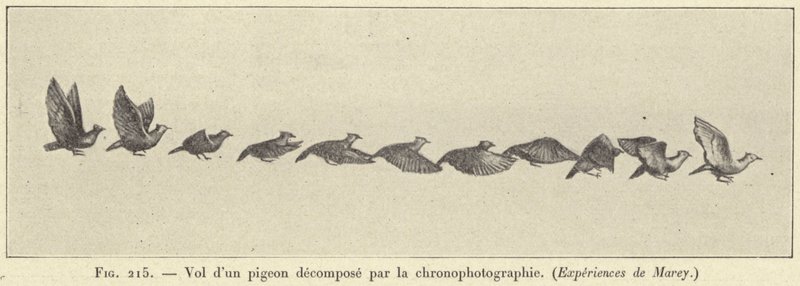 Vuelo de una paloma descompuesto por la cronofotografía de French School