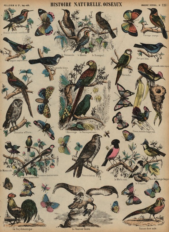 Aves silvestres de French School