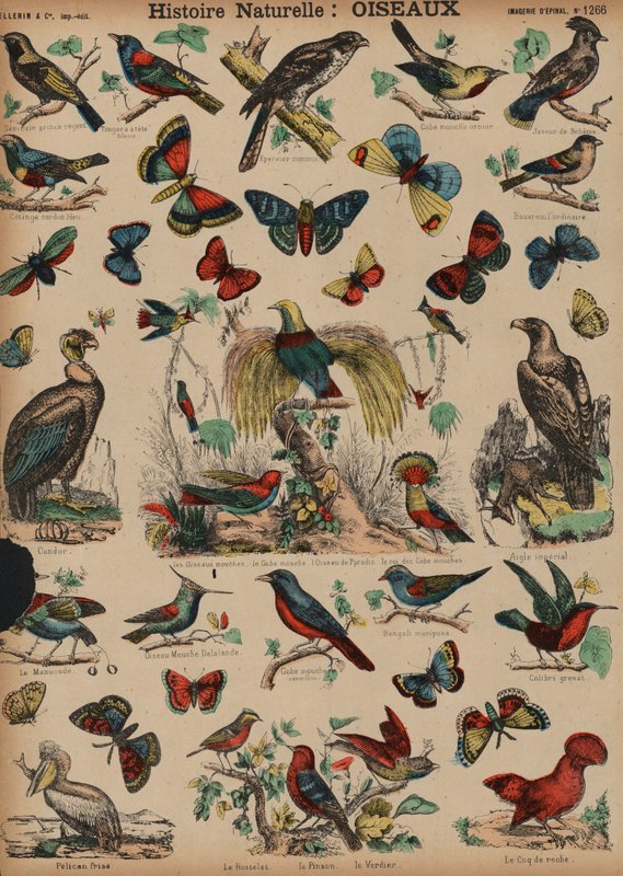 Aves silvestres de French School