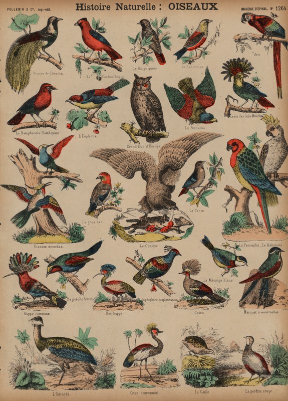 Aves silvestres de French School