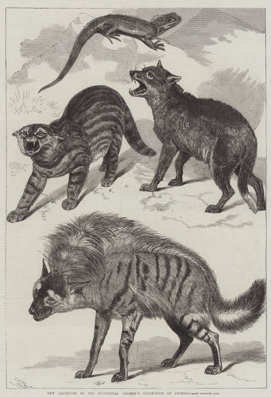 Nuevas adiciones a la colección de animales de la Sociedad Zoológica de Friedrich Wilhelm Keyl